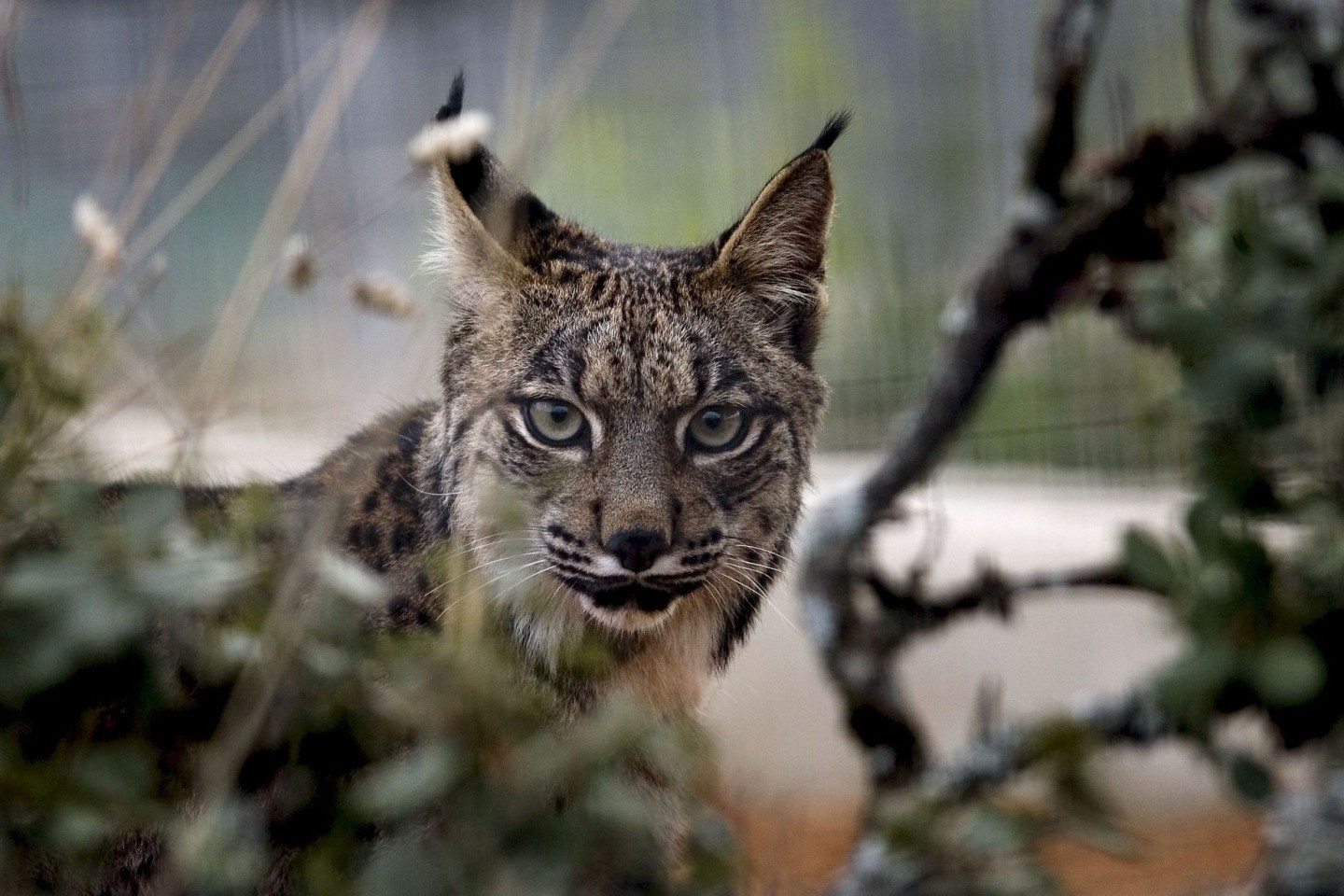 Der Pardelluchs konnte von der Weltnaturschutzunion von «stark gefährdet» auf «gefährdet» zurückgestuft werden.