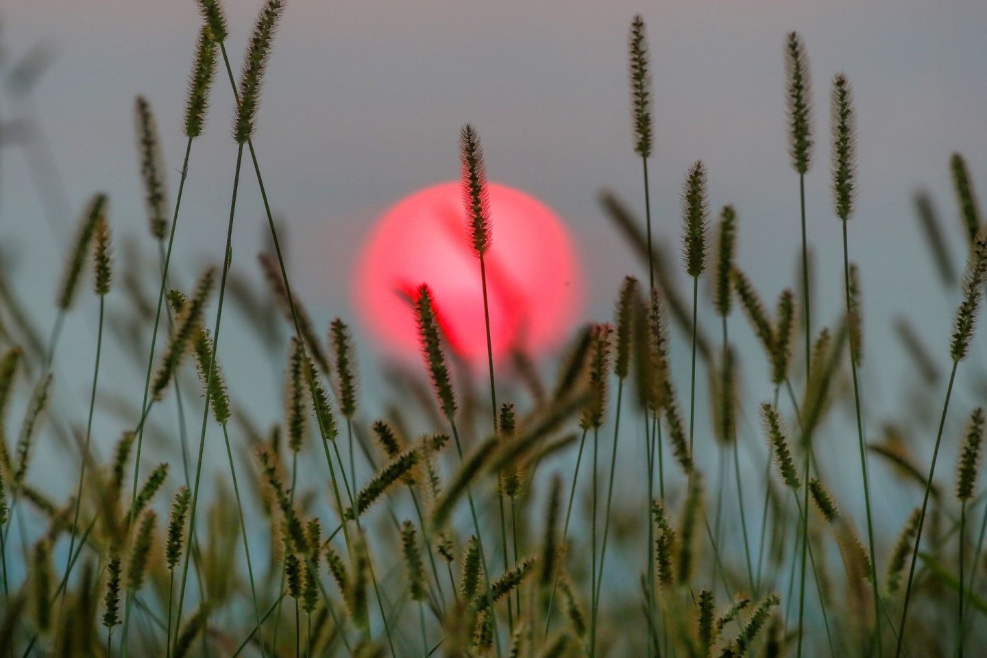 Hinter einer Wiese geht am Morgen die Sonne auf.