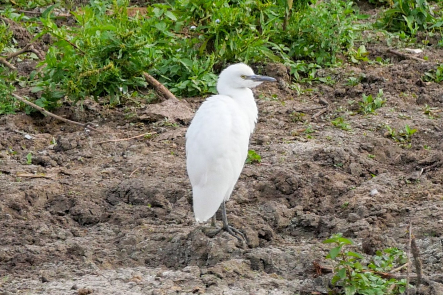 Ein Kuhreiher steht auf einem Feld am Altmühlsee in Mittelfranken. Nach Angaben des Landesbunds für Vogel- und Naturschutz brütet die Vogelart erstmals in Deutschland.