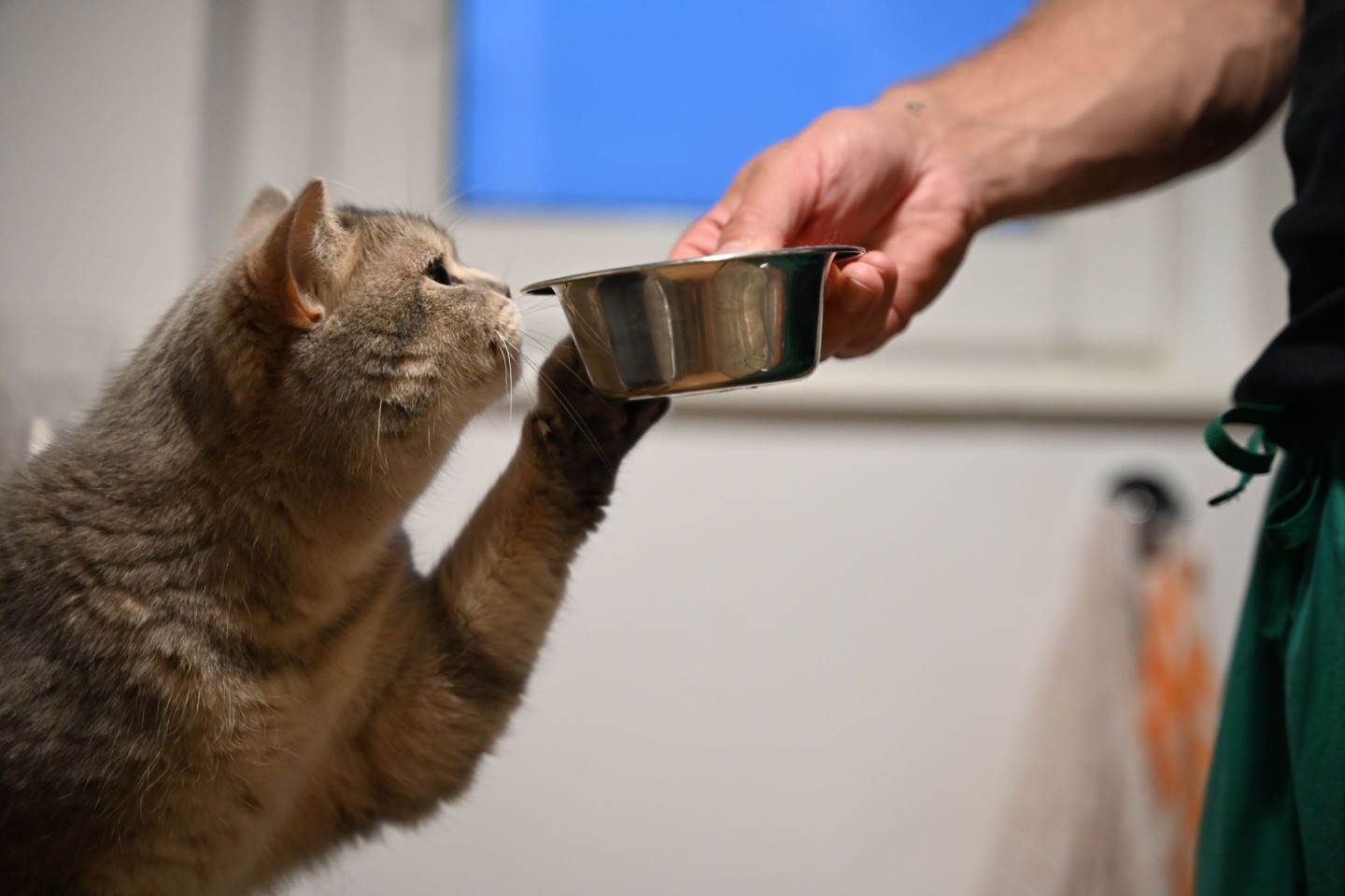 Auch Tiere können im Alltag eine Lieblingspfote benutzen.