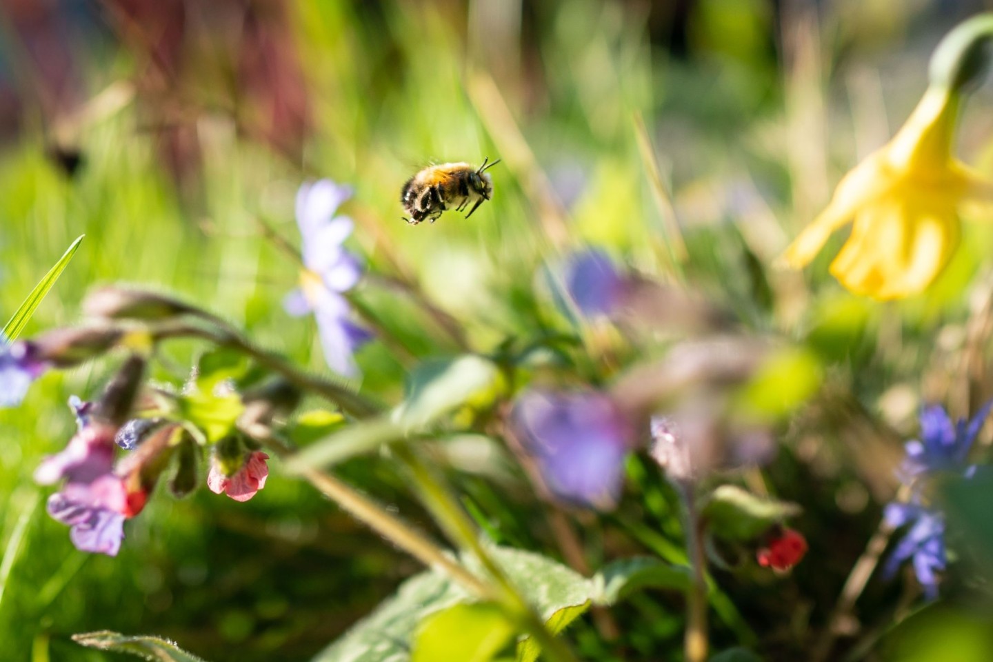 Auf einer natürlichen Blumenwiese von der Fläche eines Basketballfelds können etwa 60.000 Insekten leben.