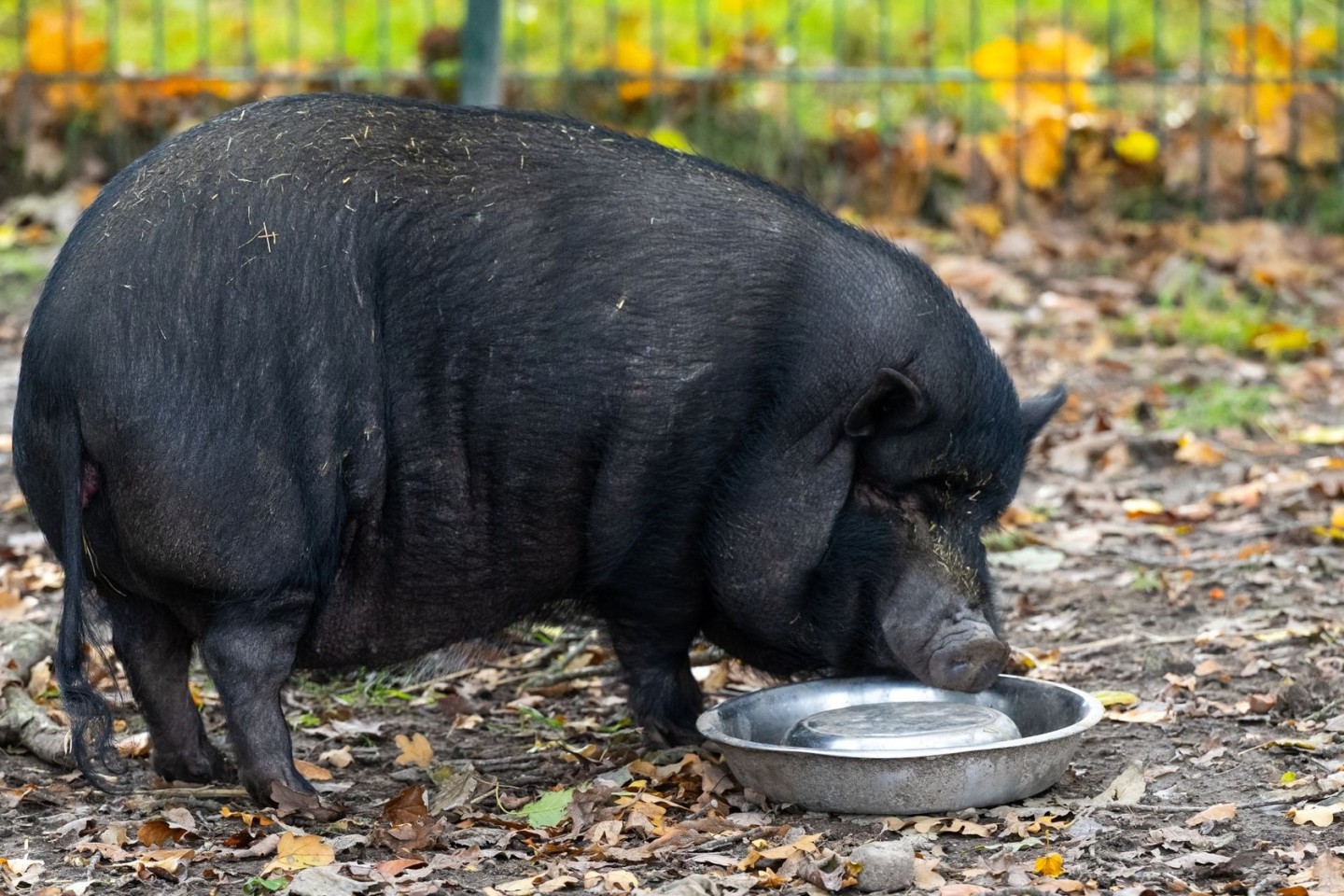 Minischweine werden bei Sabine Bracker auf dem Gnadenhof bei Ebstorf im Landkreis Uelzen häufig abgeben.