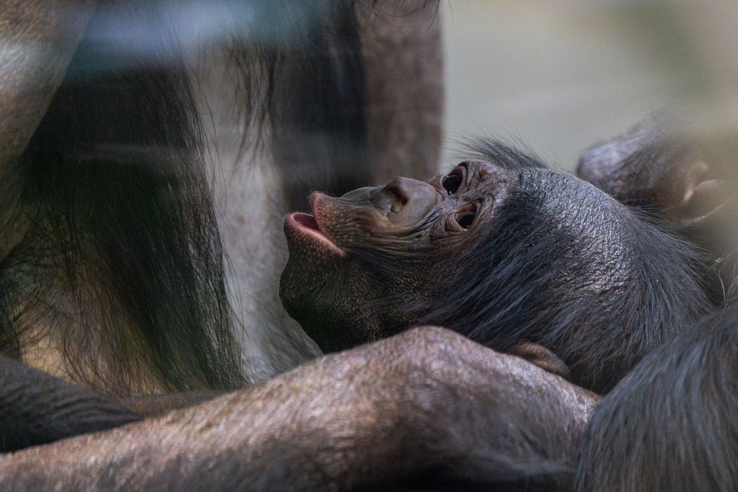 Kurz vor Weihnachten kam das Bonobo-Baby, das noch keinen Namen trägt, zur Welt.