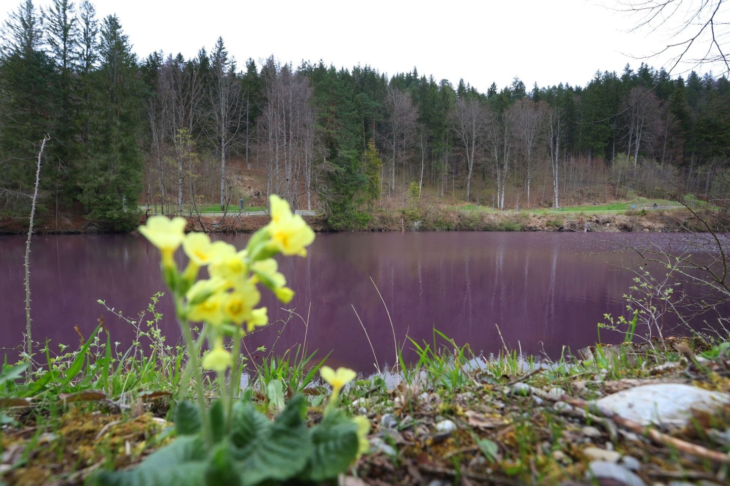 Lila gefärbt ist das Wasser des Gipsbruchweihers. Grund für die Farbe sind Bakterien, die in dem schwefelhaltigem Wasser blühen.