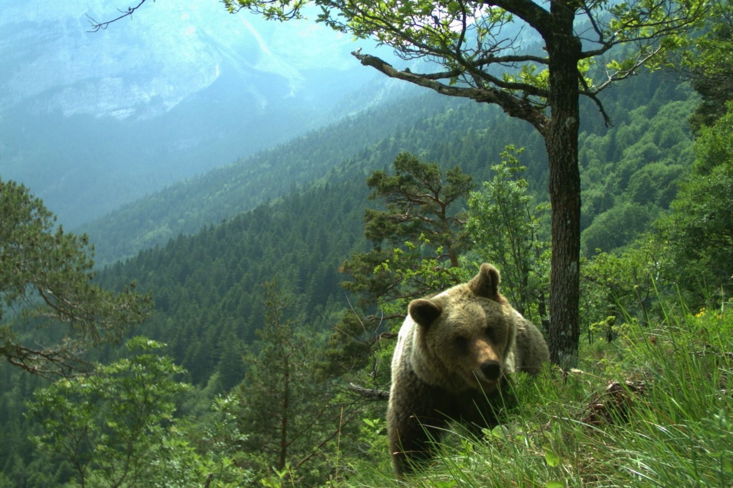 Vor drei Wochen ging eine Bärin im Trentino auf einen französischen Touristen los. Jetzt wurde sie erschossen. (Symbolfoto)