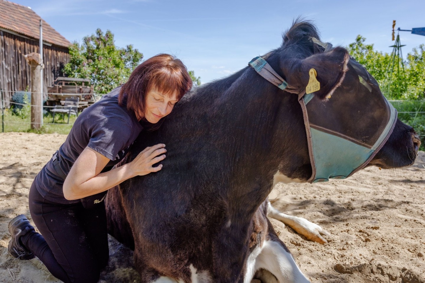 Schmusen mit Kühen: Auf dem «Hof der Verbundenheit» sollen Menschen Ruhe finden und Stress abbauen.