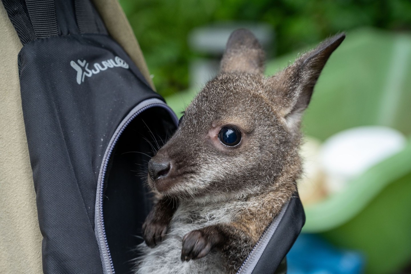 Känguru Mathilda schaut aus dem Rucksack von Tierpflegemeister Schneider heraus.