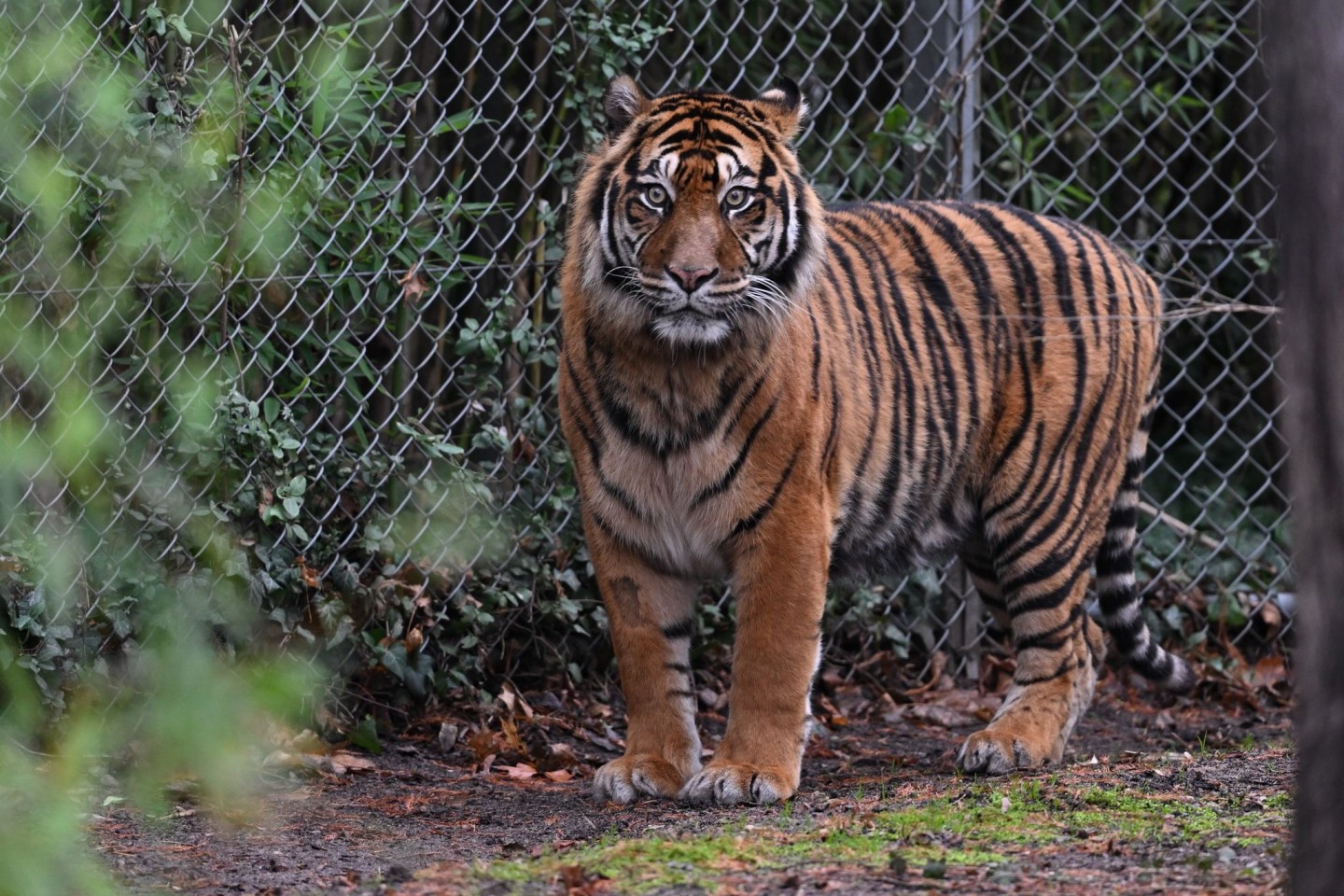 In dem Freizeitpark leben Sumatra-Tiger und Bengalische Tiger. (Symbolbild)