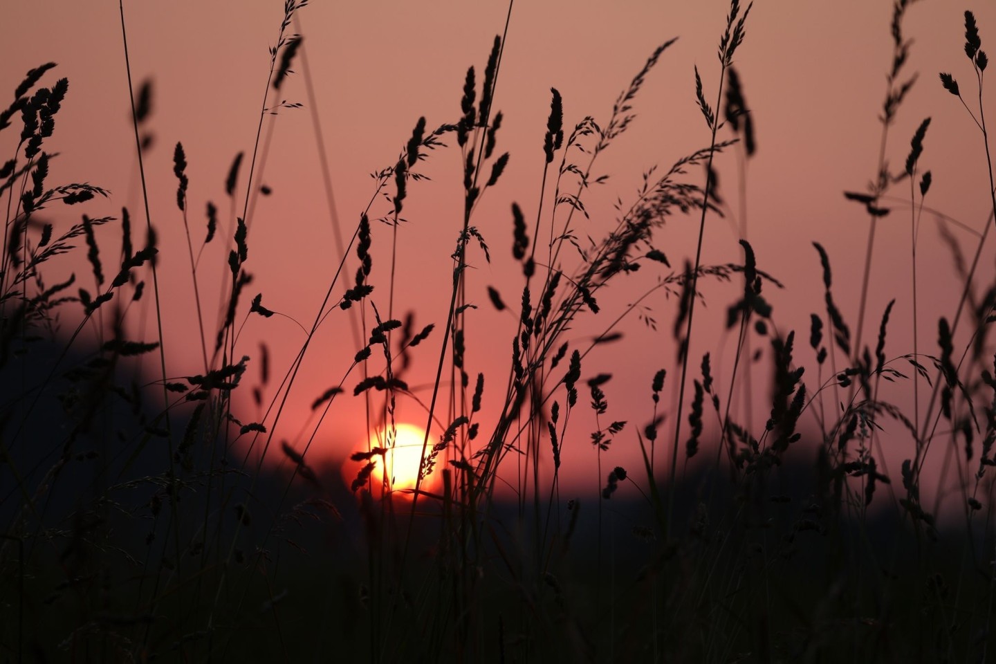 Die Sonne geht am frühen Morgen hinter einer Wiese in Bayern auf.