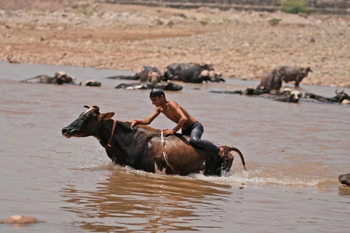 Ein junger Mann badet sein Vieh im Fluss Tawi in Jammu und nimmt gleichzeitig eine Erfrischung.