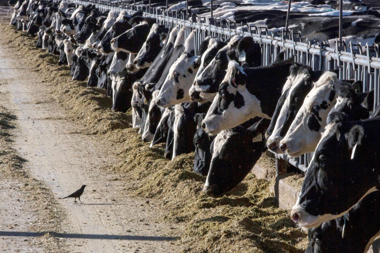 Milchkühe können über die Zitzen mit dem Vogelgrippe-Erreger infiziert werden.