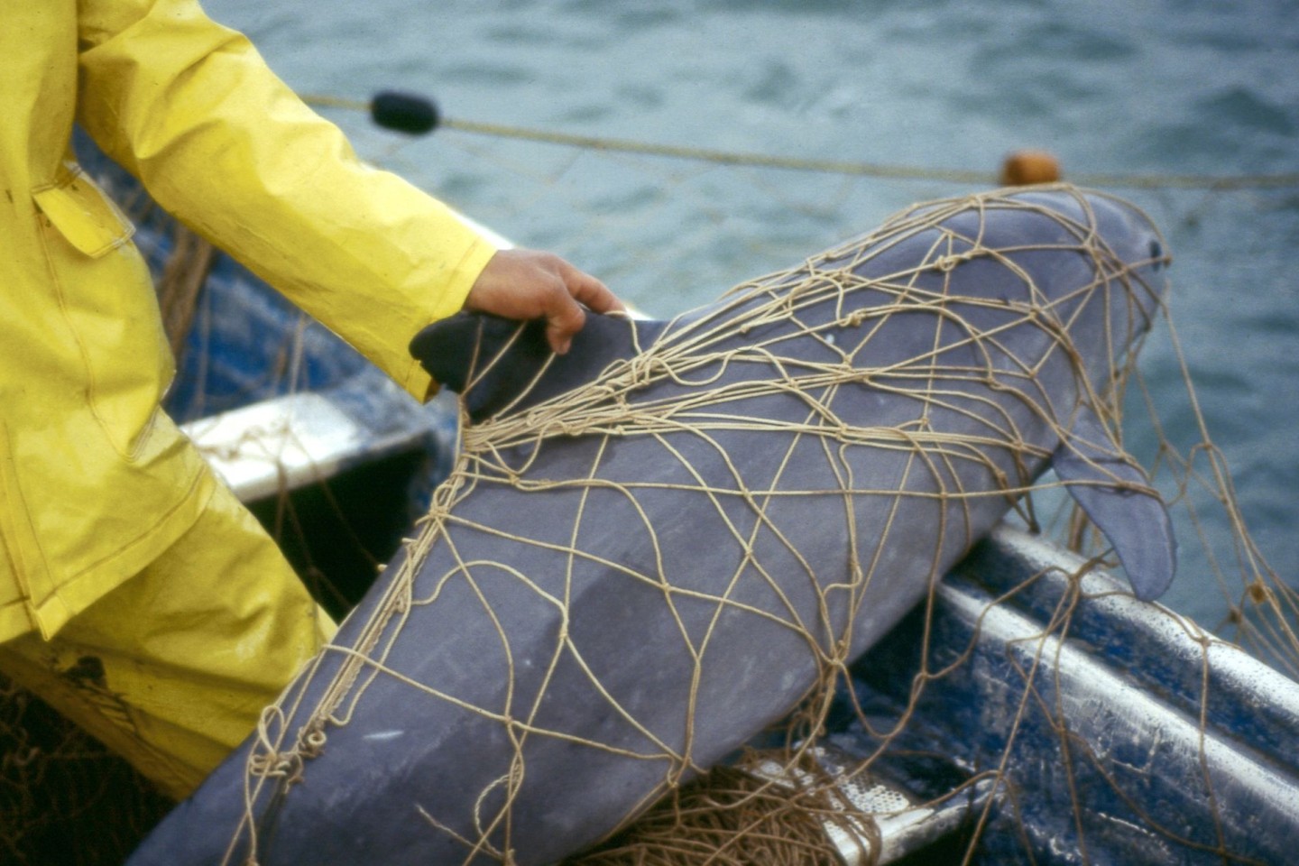 Ein Vaquita, ein Kalifornischer Schweinswal, im Netz eines Fischers vor der Küste von Mexiko. Der Meeressäuger ist vom Aussterben beedroht.