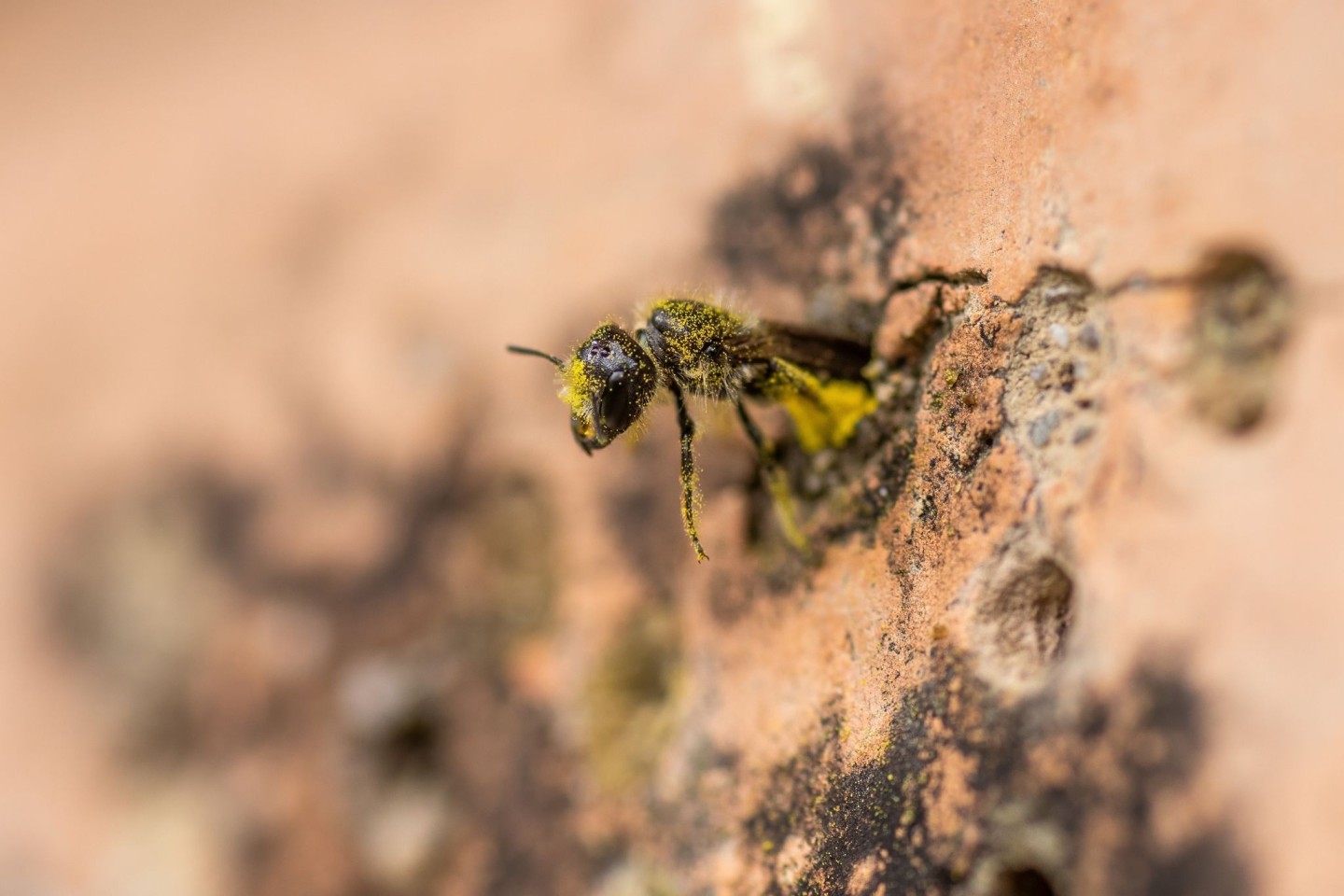 Eine Gemeine Löcherbiene (Heriades truncorum) schiebt sich rückwärts in ihr Nestloch an einer steinernen Nisthilfe.